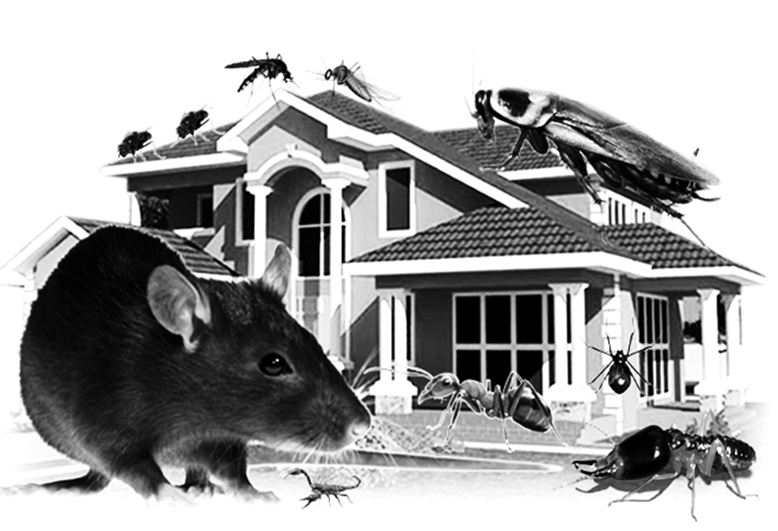 Home Pest Control- Make Your Home Pest-Free Through Home ...