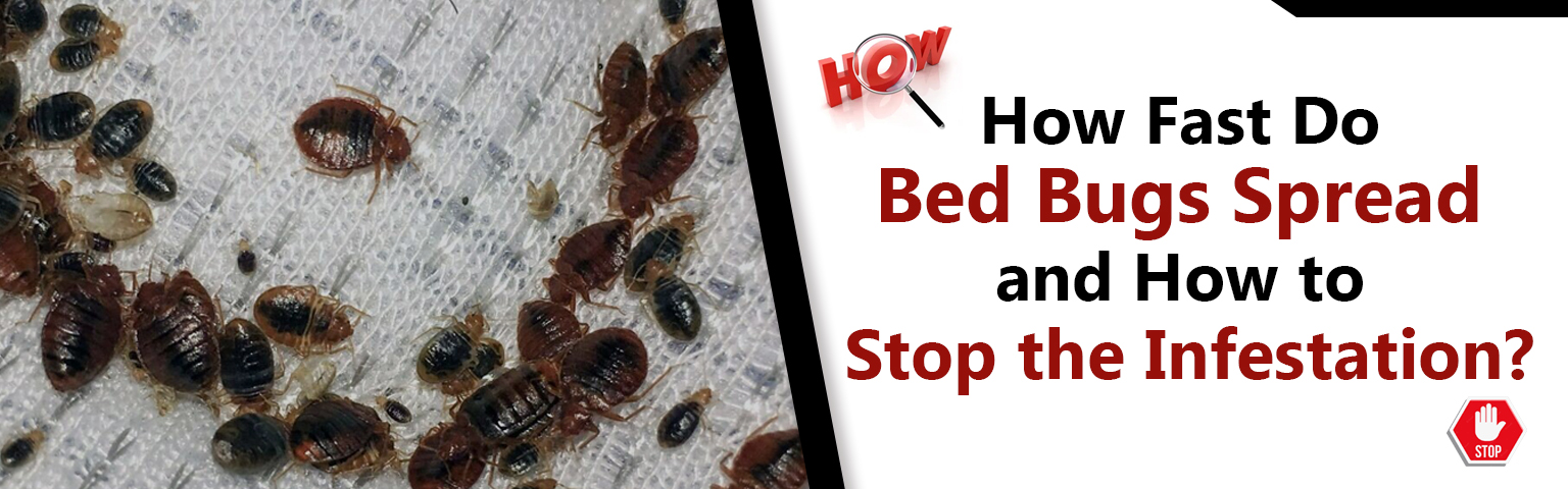 How Fast Do Bed Bugs Spread And How To Stop The Infestation?