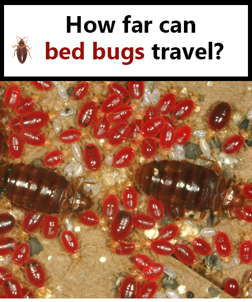 can bed bugs travel on me