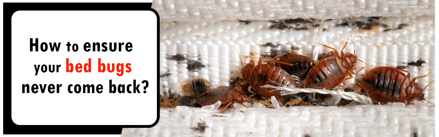 How To Ensure Your Bed Bugs Never Come Back?